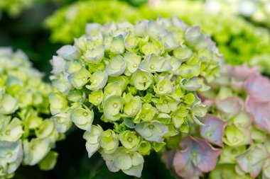 Blooming Colorful flowers of hydrangea, Hydrangea macrophylla. Cultivar bigleaf hydrangea. Beautiful flowers of hydrangeas in a garden in sunny day