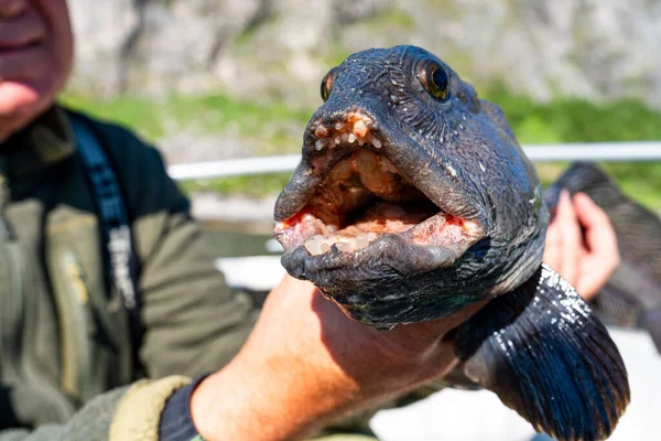 stock image Fisherman with big wolffish on the boat near Lofoten, Senija, Alta - Norway. Man holding catch Atlantic wolf fish