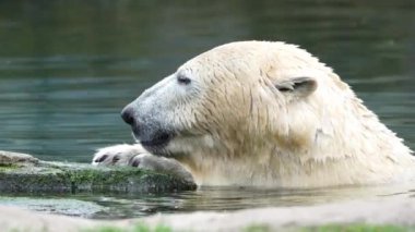 Kutup ayısı suda yüzüyor. Tek ve sağlıklı beyaz ayı avın tadını çıkarıyor. Ursus maritimus Rotterdam hayvanat bahçesi