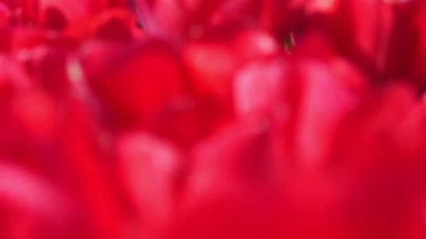 Field Vibrant Red Tulips Close Colorful Tulip Fields Holland Netherlands — Vídeo de Stock