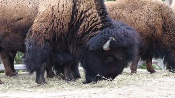 Close Buffalo Bull American Bison Summer Bison Feeding Station Eating — Stockvideo