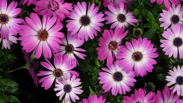 Osteospermum Ecklonis Cape Marguerite Dimorphotheca Cape Daisy Flowers Natural Floral — Vídeos de Stock