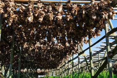 Drying cod fish hangs in the village of Reine, Lofoten Islands, Nordland, Norway. Traditional fish drying in Norway