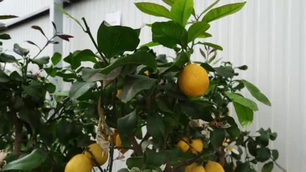 Lemon Tree Planted Pot Bunches Fresh Yellow Ripe Lemons Lemon — Video Stock