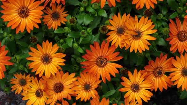 Orange Cape Marguerite Osteospermum Ecklonis Dimorphotheca Cape Daisy Flowers Natural — Vídeo de Stock
