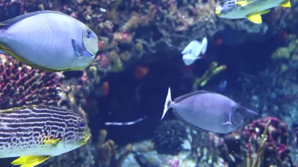 Duże Oceanarium Życia Morskiego Wieloma Gatunkami Podwodnej Floty Morskiej Ryby — Wideo stockowe