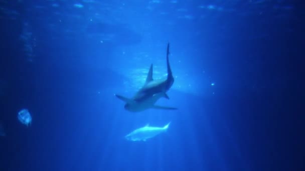 水中シーリフェの多くの種と海洋生物の大規模な水族館 水族館 — ストック動画