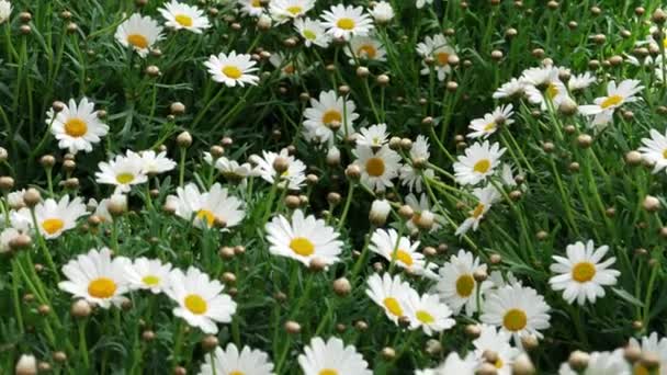 Krásná Květinka Daisy Zelené Louce Spousta Nádherných Sedmikrásek Zavřít — Stock video