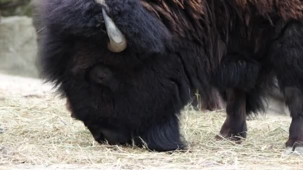 Close Buffalo Bull American Bison Summer Bison Feeding Station Eating — Stok Video
