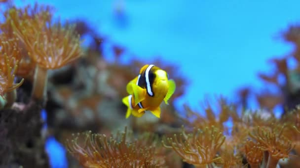 Deniz Yaşamının Geniş Ölçekli Okyanuslarında Birçok Altı Deniz Canlıları Bulunur — Stok video