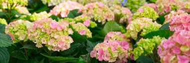 Blooming Colorful flowers of hydrangea, Hydrangea macrophylla. Cultivar bigleaf hydrangea. Beautiful flowers of hydrangeas in a garden in sunny day