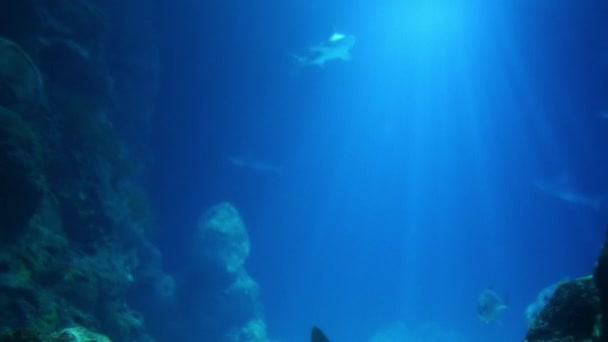 Großes Ozeanarium Der Meereslebewesen Mit Vielen Unterwasserlebewesen Aquarium — Stockvideo