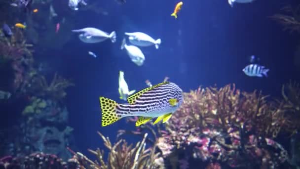 水中シーリフェの多くの種と海洋生物の大規模な水族館 水族館の海の魚は — ストック動画