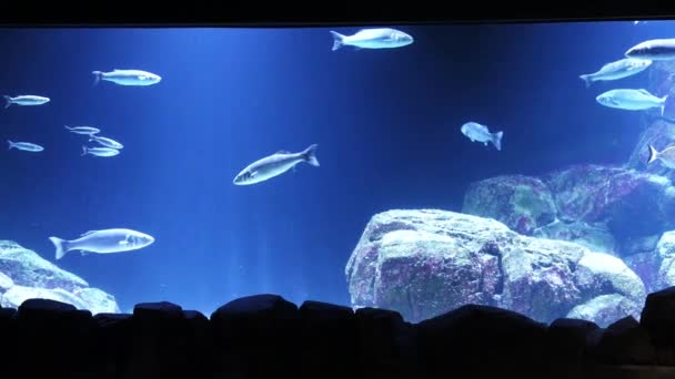 Large Scale Oceanarium Marine Life Many Species Underwater Sealife Marine — Stock Video