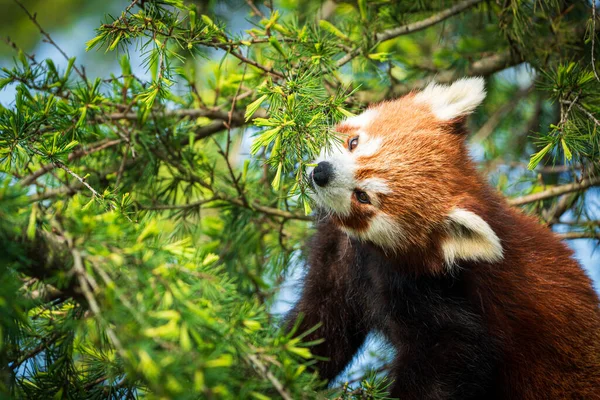 Красная Панда Лазает Медвежьему Дереву Крупным Планом Редкой Красной Панды — стоковое фото