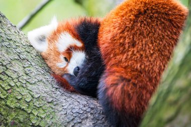 Kızıl panda ağaca tırmanıyor. Yeşil ağaçta, ormanda nadir bulunan bir kırmızı pandanın yakın çekimi.