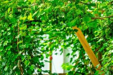 Bir üzüm bağında yetişen olgunlaşmamış üzümler. Şarap yapımı, ev şarabı, arka plan. Tropikal yeşil evde tatlı bir üzüm