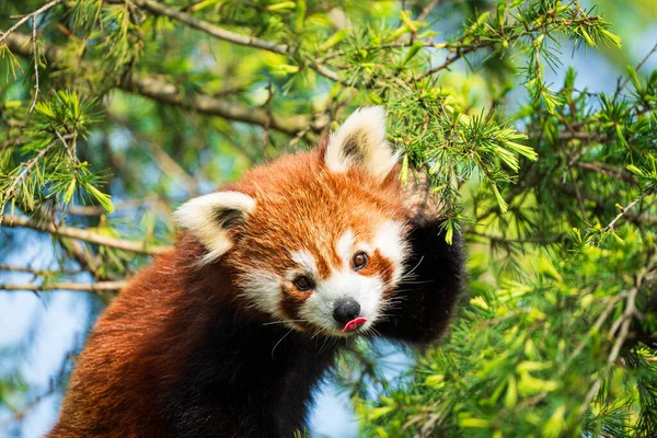赤パンダクマが木に登る 緑の木の森で珍しい赤パンダのクローズアップ — ストック写真
