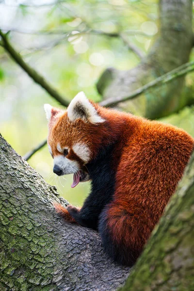 Ours Panda Rouge Grimpant Arbre Gros Plan Rare Panda Rouge — Photo