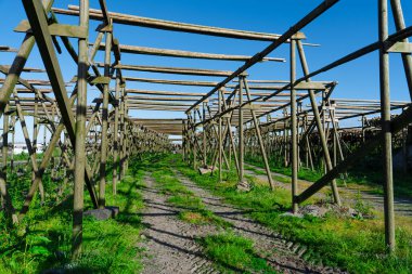 Drying cod fish hangs in the village of Reine, Lofoten Islands, Nordland, Norway. Traditional fish drying in Norway
