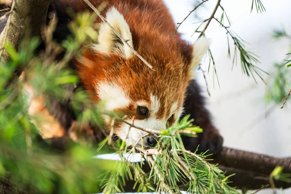 赤パンダクマが木に登る 緑の木の森で珍しい赤パンダのクローズアップ — ストック写真