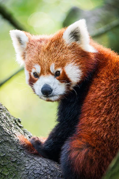 Ours Panda Rouge Grimpant Arbre Gros Plan Rare Panda Rouge — Photo