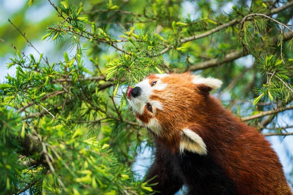 Red panda bear climbing tree. close-up of a rare red panda in forest on green tree