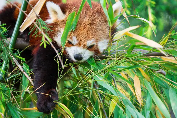 Roter Pandabär Klettert Baum Nahaufnahme Eines Seltenen Roten Pandas Wald — Stockfoto