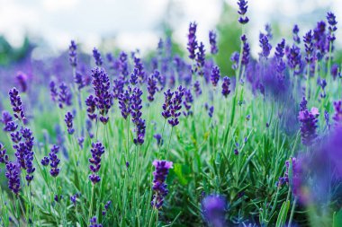 Güneşli bir günde lavanta tarlası: Parlak Gün Işığı ve Açık Mavi Gökyüzünün Ortasında Güzel Kokulu Mor Çiçeklerin Mutluluk Alanı