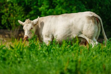 Büyüleyici Charolais sığır otlaması. Görkemli Fransız Charolais inekleri güneşli bir günde görkemli bir çayırda zarifçe dolaşıyorlar..