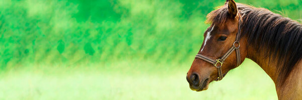 Powerful and elegant, a brown horse against a vibrant green field, creating a tranquil and captivating scene. Capturing the essence of grace and power, this close-up portrait features a stunning brown