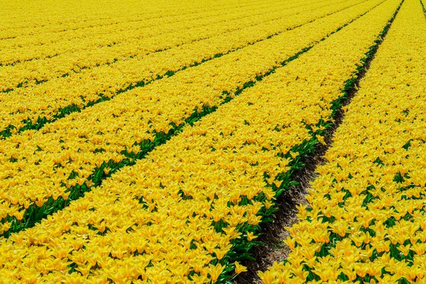 Daffodils Field Blooming Spring Στην Ολλανδία Κίτρινο Πεδίο Ασφόδελου Ολλανδικά — Φωτογραφία Αρχείου