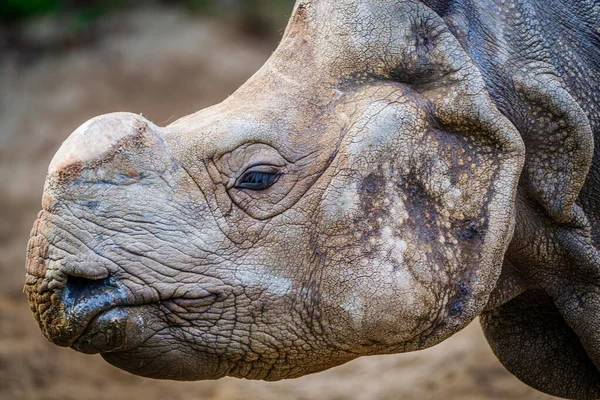 Close Rinoceronte Com Chifre Corte Protegendo Animais Caçadores Furtivos Conceito Fotografia De Stock