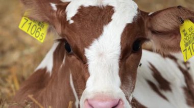 Süt çiftliğinde samanlıkta yatan yeni doğmuş şirin bir buzağı. Tatlı dana bir sığır fuarında pipetlerin arasında sakince yatıyor..