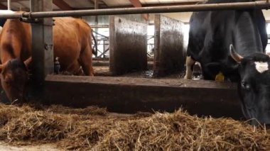 Süt inekleri olan modern çiftlik hayvanları. Süt çiftliğindeki ahırda saman yiyen inek sürüsüyle. tarım endüstrisi, tarım ve hayvancılık kavramı