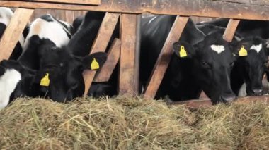 Eko çiftliğinde saman yiyen süt inekleri. Kırmızı ve beyaz inekler, iyi bir hayvan refahı. Bir mandıra çiftliğindeki inek sürüsü ot ve saman yiyor, su içiyor..