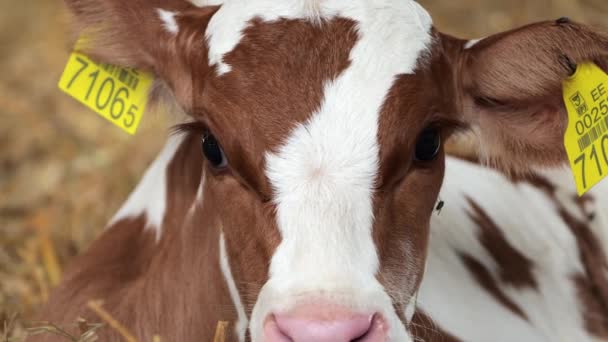 Newborn Cute Calf Dairy Farm Laying Straw Sweet Calf Placidly — Stock Video