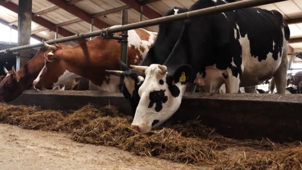 Modern Djuruppfödning Med Mjölkkor Utomhusladugård Mjölkgård Med Mjölkkor Som Äter — Stockvideo