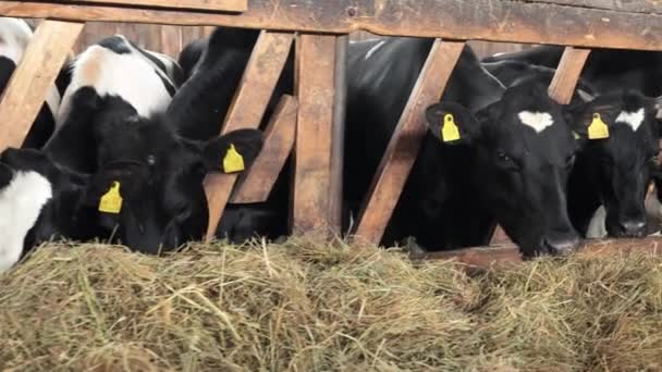 Vacas Lecheras Una Granja Ecológica Comiendo Heno Vacas Rojas Blancas — Vídeos de Stock
