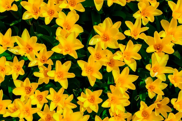 네덜란드의 블로밍 스프링에서 Daffodils Daffodil 배경으로 Daffodil — 스톡 사진