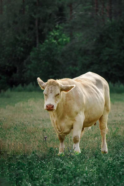Fesselnde Charolais Rinder Auf Der Weide Majestätische Französische Charolais Kühe — Stockfoto