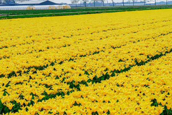 オランダのフィールドブルーミングの春のダフディル 黄色いダフィルフィールド 花の背景としての春のオランダのダフィルフィールド — ストック写真