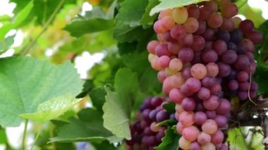 Yeşil organik çiftlikte tek demet kırmızı üzüm. Üzümlü Shiraz üzümü. Gün ışığında İtalya sarmaşığında bir demet üzüm. Şarap üreticileri üzümlü, kırmızı şarap