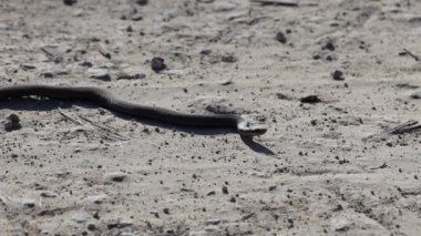 Kumlu yolda sürünen saldırgan bir yılan. Doğada yılan var. Zar yılanı yolda sürünüyor. Avrupa engerek yılanı