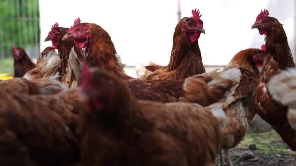 Geleneksel Serbest Çiftlikteki Kırmızı Tavuklar Bahçede Yürüyor Eko Tarım Kavramı — Stok video