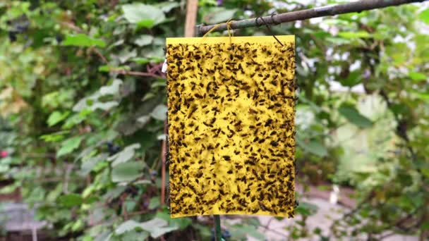 Doğal Böcek Tuzağı Sarı Çıkartma Kullanarak Seranın Içindeki Haşere Yönetimi — Stok video
