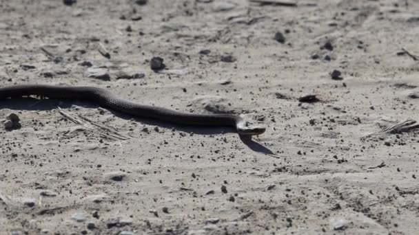 砂の道に沿って 攻撃的なヘビが這う 自然の中の蛇 道路で蛇がクロールする ヨーロッパのバイパーヘビ — ストック動画