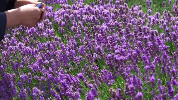 Young Girl Cuts Lavender Secateurs Gardening Concept Young Woman Pruner — Vídeos de Stock