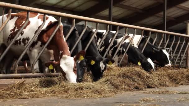 乳牛を飼育する現代の家畜農場 牛を搾り取る牛の群れがマンガから干し草を食べる酪農場の屋外の牛小屋 畜産のコンセプト — ストック動画