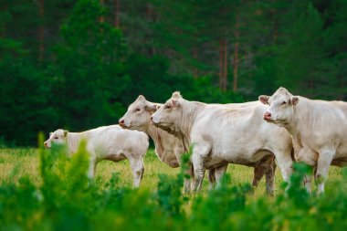 Büyüleyici Charolais sığır otlaması. Görkemli Fransız Charolais inekleri güneşli bir günde görkemli bir çayırda zarifçe dolaşıyorlar..